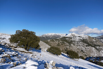 Fototapeta na wymiar snowfall in the Sierra de las Nieves national park in Malaga. Spain