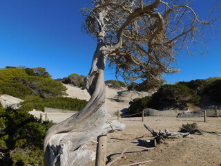 A dried tree at the beach in Ibiza. Grey trunk in Ses Salines