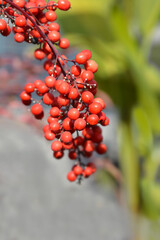 Heavenly bamboo Fire Power