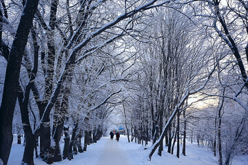 winter landscape in the forest / snowy weather in January, beautiful landscape in the snowy forest, a trip to the north