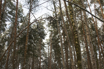 Winter Snowy Forest