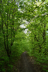 Fototapeta na wymiar Unexplored path in lush forest with green trees in summer day.