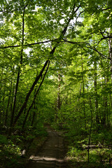 Fototapeta na wymiar Path through lush green forest in the beginning of summer