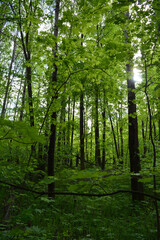 Green forest with maple and birch trees in summer