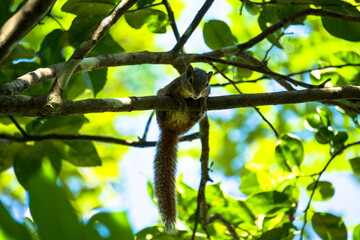 squirrel on a tree