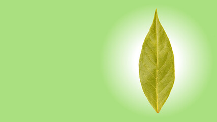 Bay leaf with space for text. Bay leaf on a green background with a round gradient with copy space. Bay leaf with copy space, pattern