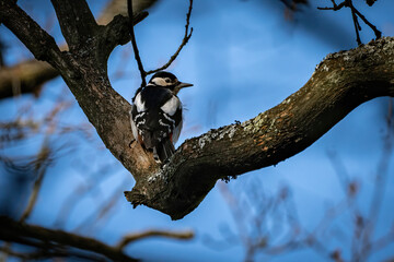 Naklejka premium bird woodpecker on tree
