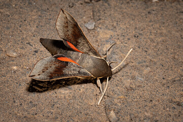 Vine Hawk Moth, Hippotion rosetta, a common Australian Hawk Moth, top down, displaying the red underwing.