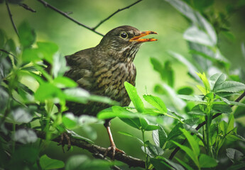 Singende Amsel im Baum