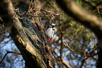 woodpecker on tree