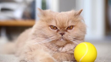 Persian cat staring people and yellow ball