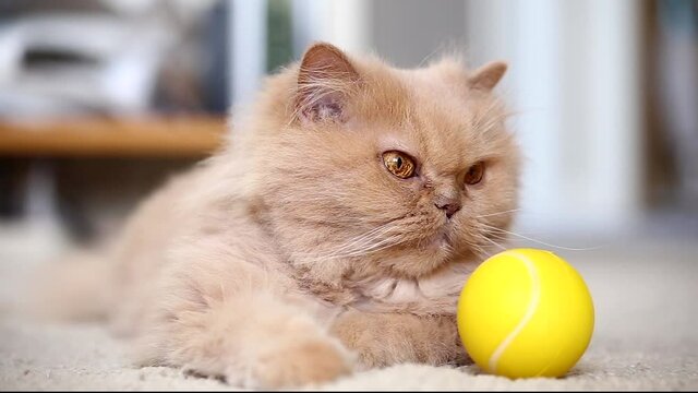 Persian cat staring people and yellow ball