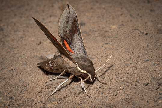 Vine Hawk Moth, Hippotion rosetta, a common Australian Hawk Moth displaying the red underwing.