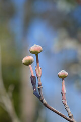Flowering Dogwood Cherokee Princess