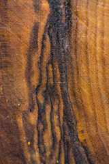 close up of a tree texture
