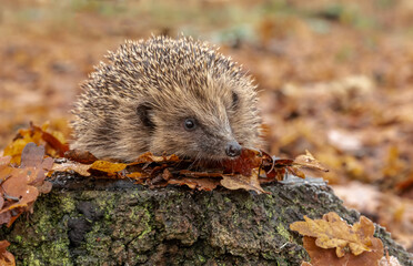 Hedgehog in autumn, wild, free roaming hedgehog, taken from within a wildlife hide to monitor the health and population of this favourite but declining mammal, copy space © Moorland Roamer