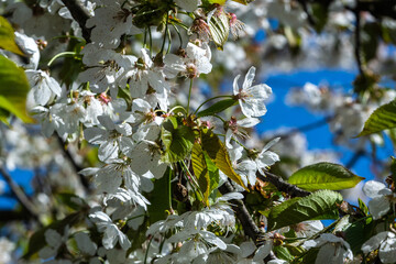 apple tree in bloom