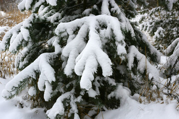 Branches of winter pine tree covered with snow