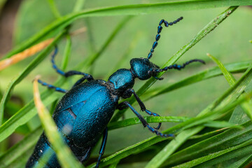 blue bug on a grass