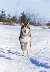 malamute dog playing in the snow in winter