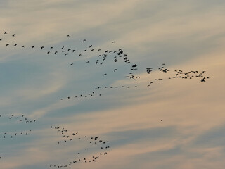 Birds at sunset flying over the lagoon of Valencia, Spain.