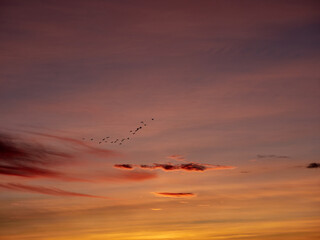 Birds at sunset flying over the lagoon of Valencia, Spain.
