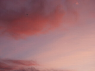Birds at sunset flying over the lagoon of Valencia, Spain.