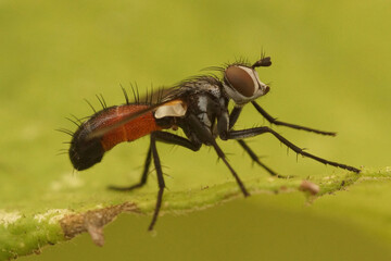 Fototapeta premium Close up of tachinid fly Cylindromyia brassicaria on green background.