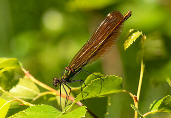 Beautiful Demoiselle Damselfly on a leaf