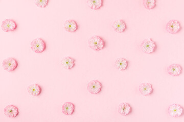 Pink cherry blossoming flowers pattern on pastel pink background. Flat lay. Top view. Valentines day background