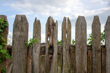 A fence made of old boards in the village. Green plants grow through a sparse hedge on a sunny day. A blue sky and an old fence in the village. - Powered by Adobe