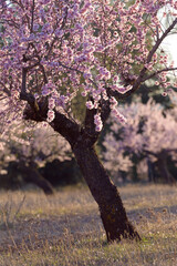 Floración en los campos de almendro cerca de la población de Torás, en la provincia de...