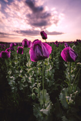 Landscape with nice sunset over poppy field