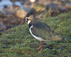 Northern lapwing , peewit at the wters edge.