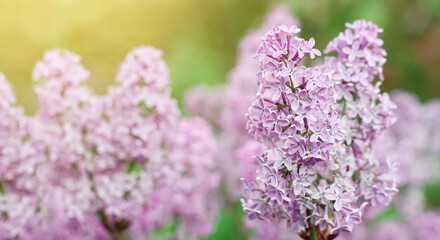 Obraz premium Blooming tender lilac, Syringa, violet pink flower closeup at spring sunlight, natural background, pastel romantic color