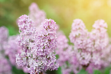 Fototapeta premium Blooming tender lilac, Syringa, violet pink flower closeup at spring sunlight, natural background, pastel romantic color