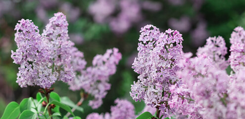 Fototapeta premium Blooming tender lilac, Syringa, violet blue flower closeup at springtime on dark moody background, banner with pastel color