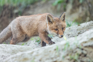 Naklejka na ściany i meble The red fox near its burrow (Vulpes vulpes)