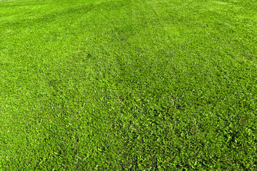 The texture of smooth green grass on a sunny day. Wide view of the mown lawn, lawn. Natural background of green grass, fresh juicy frame.