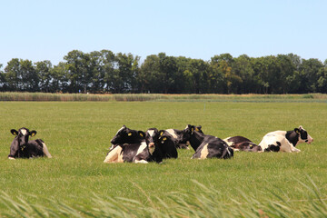 A herd of cows with several animals lies on a meadow
