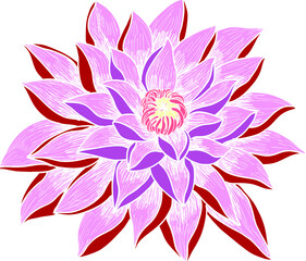 Lotus blooming flower isolate on white background.Hand drawn and sketch lotus flower ,isolate on white background