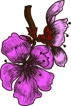 hand drawn peach blossom or Sakura flower.skatch and fine art cherry blossom.Japanese flower.