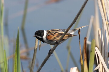 Reed Bunting on reed stem