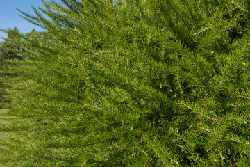Close Up of the Lush Bright Green Foliage of a Creeping Tea Tree or Manuka Shrub (Leptospermum rupestre) Growing in a Garden in Rural West Sussex, England, UK