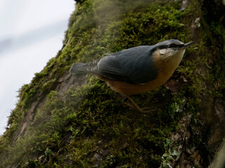 Kleiber an einer Bruchweide sitzend (Sitta europaea), wild lebender Vogel in natürlicher Umgebung 
