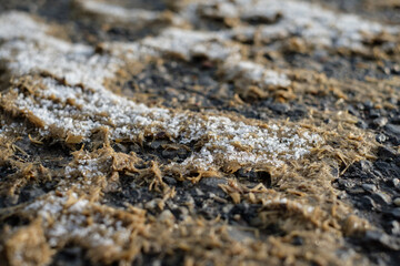 Dung with ice crystals on soil