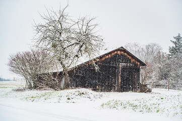 A shot of a bare tree and an old barn in the background © Matthias