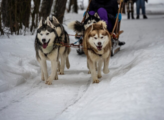 working sled dogs husky in harness at work in winter