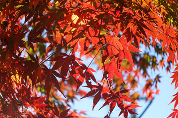 日本の秋の風景 もみじ 鮮やか 綺麗 鮮やか 秋 紅葉