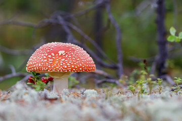 Fly agaric mushroom in natural habitat